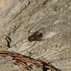 Calliphoridae (family) at Isaacs Ridge and Nearby - 15 Jul 2019