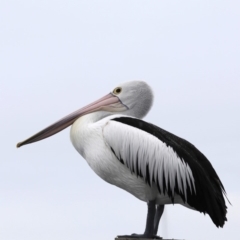 Pelecanus conspicillatus (Australian Pelican) at Batemans Bay, NSW - 8 Jul 2019 by jb2602