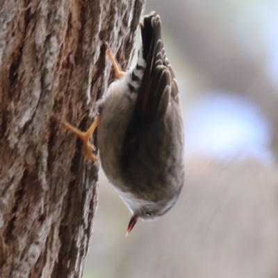 Daphoenositta chrysoptera (Varied Sittella) at Broulee, NSW - 6 Jul 2019 by jbromilow50