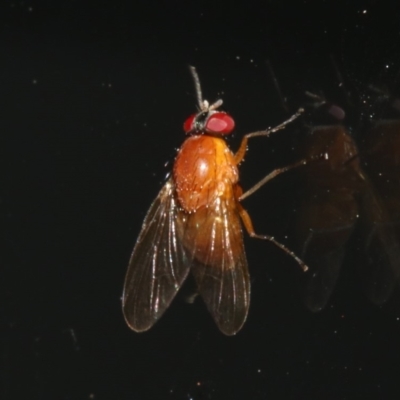 Lauxaniidae (family) (Unidentified lauxaniid fly) at Rosedale, NSW - 12 Jul 2019 by jb2602