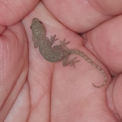 Hemidactylus frenatus (Asian House Gecko) at Peregian Beach, QLD - 22 Jul 2019 by AaronClausen