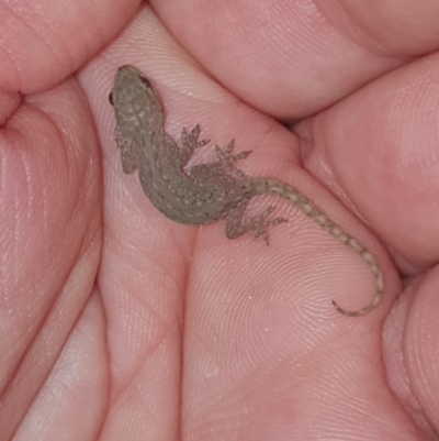 Hemidactylus frenatus (Asian House Gecko) at Peregian Beach, QLD - 22 Jul 2019 by AaronClausen