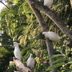 Cacatua galerita (Sulphur-crested Cockatoo) at Doonan, QLD - 22 Jul 2019 by JBudgie