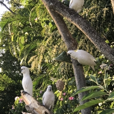 Cacatua galerita (Sulphur-crested Cockatoo) at Doonan, QLD - 23 Jul 2019 by JBudgie