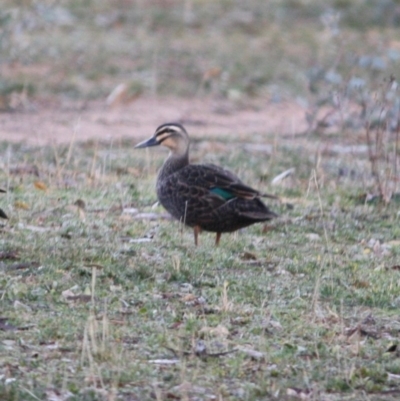 Anas superciliosa (Pacific Black Duck) at Hughes, ACT - 22 Jul 2019 by LisaH