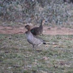 Anas superciliosa at Hughes, ACT - 23 Jul 2019 09:47 AM