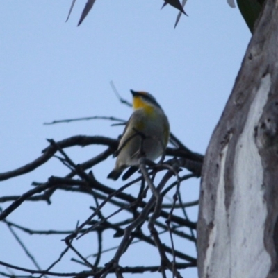 Pardalotus striatus (Striated Pardalote) at Red Hill Nature Reserve - 22 Jul 2019 by LisaH