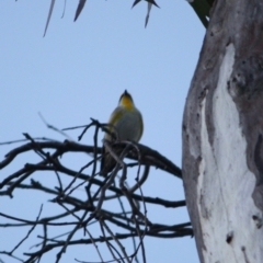 Pardalotus striatus at Red Hill Nature Reserve - 23 Jul 2019