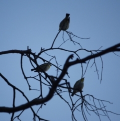 Pardalotus striatus at Red Hill Nature Reserve - 23 Jul 2019