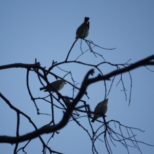 Pardalotus striatus at Red Hill Nature Reserve - 23 Jul 2019