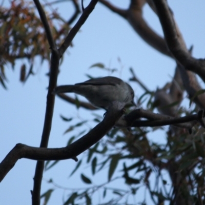 Pachycephala pectoralis (Golden Whistler) at Red Hill Nature Reserve - 23 Jul 2019 by LisaH