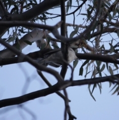 Pachycephala pectoralis at Red Hill Nature Reserve - 23 Jul 2019