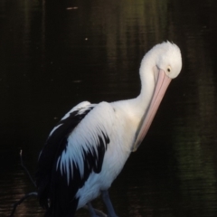 Pelecanus conspicillatus (Australian Pelican) at Noosa Heads, QLD - 9 Jun 2018 by michaelb