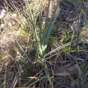 Dianella sp. aff. longifolia (Benambra) at Yarralumla, ACT - 22 Jul 2019 03:35 PM