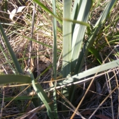 Dianella sp. aff. longifolia (Benambra) at Yarralumla, ACT - 22 Jul 2019 03:35 PM