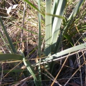 Dianella sp. aff. longifolia (Benambra) at Yarralumla, ACT - 22 Jul 2019 03:35 PM