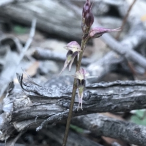 Acianthus collinus at Aranda, ACT - suppressed