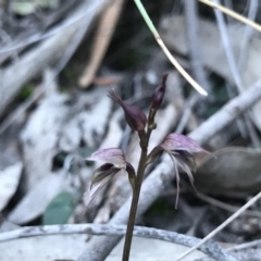 Acianthus collinus at Aranda, ACT - 22 Jul 2019