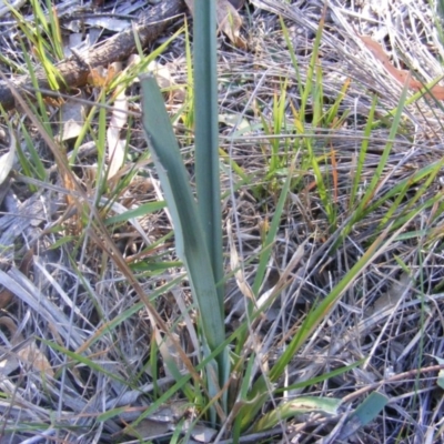 Dianella sp. aff. longifolia (Benambra) (Pale Flax Lily, Blue Flax Lily) at Capital Hill, ACT - 22 Jul 2019 by MichaelMulvaney