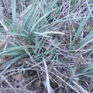 Dianella sp. aff. longifolia (Benambra) at Barton, ACT - 22 Jul 2019