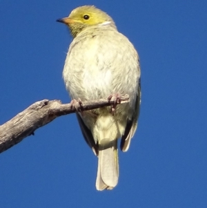 Ptilotula penicillata at Red Hill, ACT - 22 Jul 2019