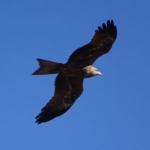 Milvus migrans at Fyshwick, ACT - 22 Jul 2019