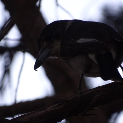 Cracticus torquatus (Grey Butcherbird) at Griffith Woodland - 22 Jul 2019 by roymcd