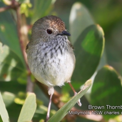 Acanthiza pusilla (Brown Thornbill) at Mollymook Beach, NSW - 19 Jul 2019 by CharlesDove