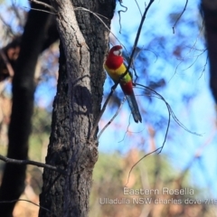 Platycercus eximius (Eastern Rosella) at Ulladulla, NSW - 19 Jul 2019 by CharlesDove