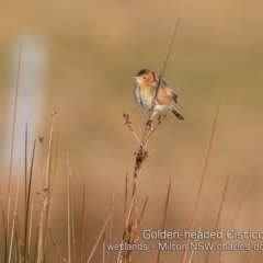 Cisticola exilis (Golden-headed Cisticola) at Milton, NSW - 17 Jul 2019 by CharlesDove