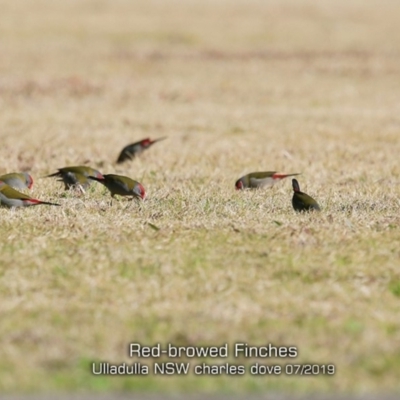 Neochmia temporalis (Red-browed Finch) at Ulladulla, NSW - 15 Jul 2019 by Charles Dove