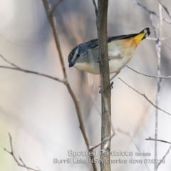 Pardalotus punctatus (Spotted Pardalote) at Burrill Lake, NSW - 17 Jul 2019 by CharlesDove