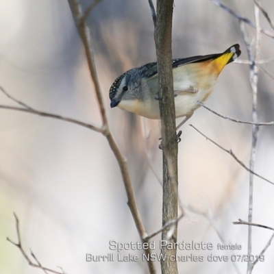 Pardalotus punctatus (Spotted Pardalote) at Burrill Lake, NSW - 18 Jul 2019 by CharlesDove