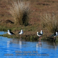 Himantopus leucocephalus (Pied Stilt) at Milton, NSW - 17 Jul 2019 by CharlesDove