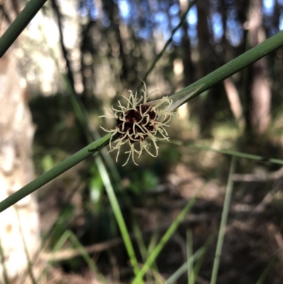 Unidentified Rush, Sedge or Mat Rush at Cooroibah, QLD - 23 Jul 2019 by Embrown