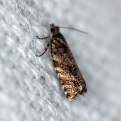 Isochorista (genus) (A Tortricid moth) at O'Connor, ACT - 8 Oct 2018 by ibaird