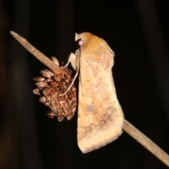 Helicoverpa (genus) (A bollworm) at Guerilla Bay, NSW - 30 Mar 2019 by jb2602