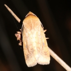 Helicoverpa (genus) at Guerilla Bay, NSW - 30 Mar 2019 10:35 PM
