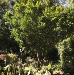 Murraya paniculata (Orange jessamine) at Doonan, QLD - 23 Jul 2019 by JBudgie