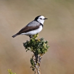 Epthianura albifrons (White-fronted Chat) at National Arboretum Forests - 22 Jul 2019 by RodDeb