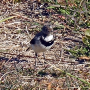 Epthianura albifrons at Molonglo Valley, ACT - 22 Jul 2019 11:33 AM