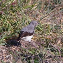 Epthianura albifrons at Molonglo Valley, ACT - 22 Jul 2019