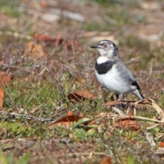 Epthianura albifrons at Molonglo Valley, ACT - 22 Jul 2019 11:33 AM