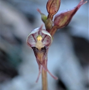 Acianthus collinus at Point 4010 - suppressed