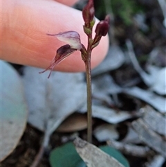 Acianthus collinus at Point 4010 - suppressed