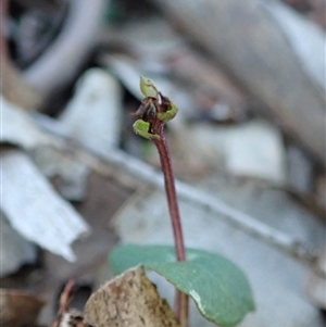 Acianthus collinus at Point 4010 - suppressed