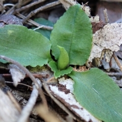 Pterostylis nutans (Nodding Greenhood) at Dunlop, ACT - 18 Jul 2019 by CathB