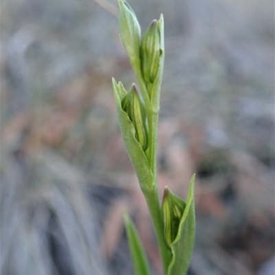 Bunochilus umbrinus (ACT) = Pterostylis umbrina (NSW) (Broad-sepaled Leafy Greenhood) by CathB