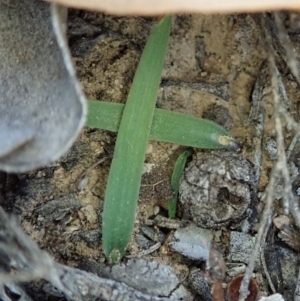 Cyanicula caerulea at Point 3852 - suppressed