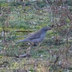 Colluricincla harmonica (Grey Shrikethrush) at Deakin, ACT - 23 Jul 2019 by JackyF